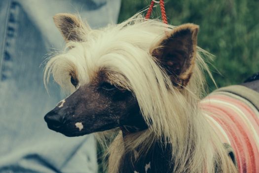 Amazing Chinese Crested Dog in summer at park