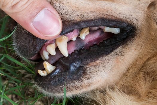 Closeup teeth old dog with tartar, dental dog checking