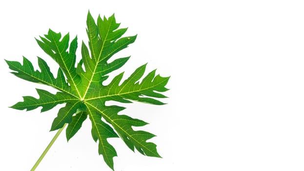 Closeup papaya leaf on white background