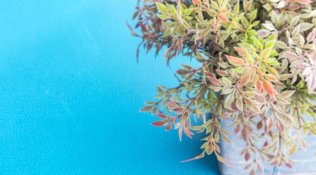 Closeup green tree or plant in flowerpot decorative with blue table background