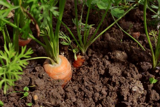 Three carrots growing in the ground, with orange flesh and green frondy foliage above the soil