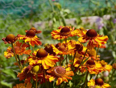 Cluster of red-brown and yellow helenium flowers - common name sneezeweed