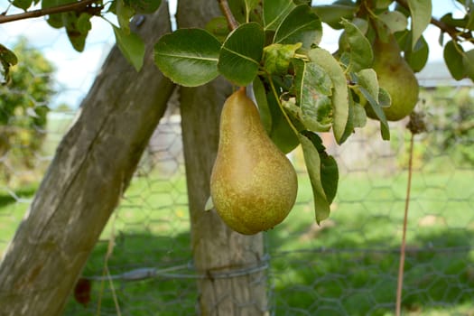 Single pear hangs from branch of fruit tree in an allotment