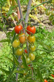 Truss of ripening cherry plum tomatoes, fruits turning from green to red