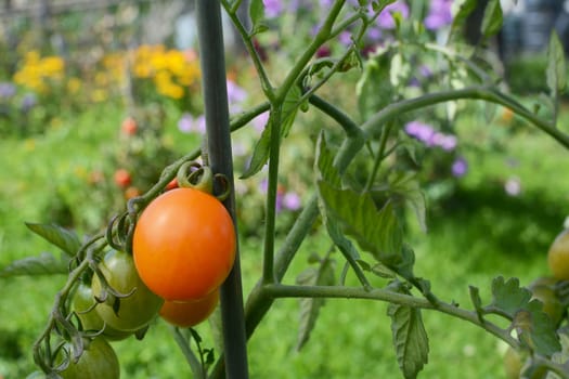 Orange cherry tomato growing in a vegetable garden with flower borders