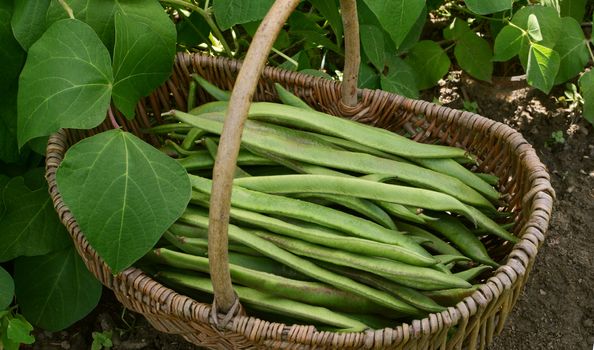 Wicker basket filled with freshly picked runner beans, next to leafy bean vine