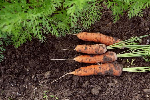 Four orange carrots newly harvested from a vegetable garden