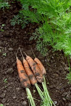 Freshly harvested carrots lie on the soil next to frondy green foliage of carrot plants