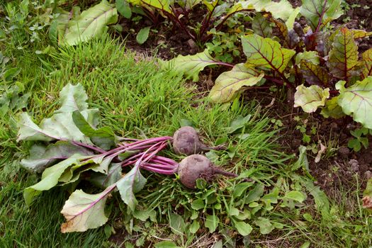 Two purple beetroot on the grass, next to a line of beet plants in a vegetable garden