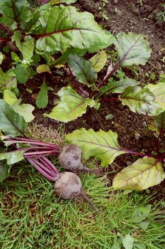 Two freshly harvested beets, next to beetroot plants in an allotment