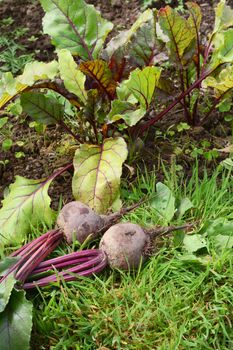Vegetable bed with freshly picked beetroot on the grass in an allotment