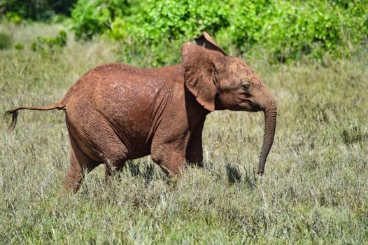 Small elephant strolling through the savanna of Tsavo West Park in Kenya