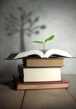 Open book with a new growing plant and the shadow of a tree