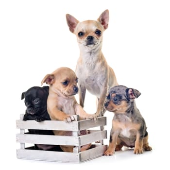 shorthair chihuahuas in front of white background