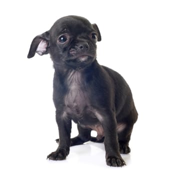 shorthair chihuahua in front of white background
