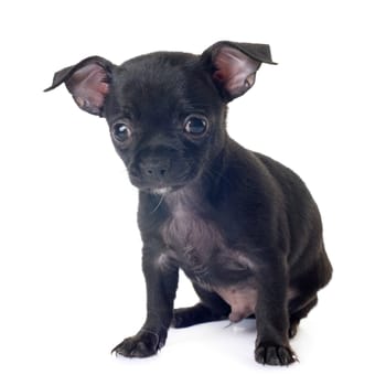 shorthair chihuahua in front of white background