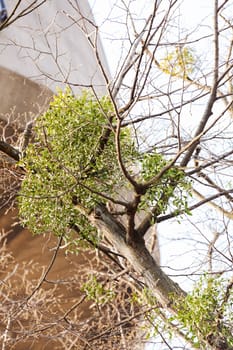 unusual tree branches  in nature, note shallow depth of field