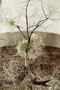 unusual tree branches  in nature, note shallow depth of field