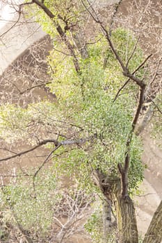 unusual tree branches  in nature, note shallow depth of field