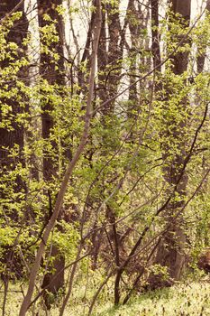 green forest in the spring, note shallow depth of field