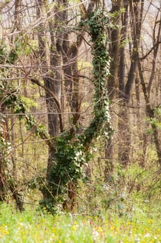 green forest in the spring, note shallow depth of field