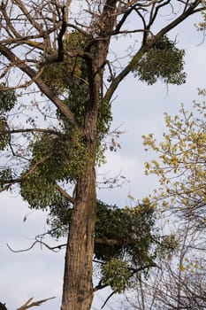 unusual tree branches  in nature, note shallow depth of field