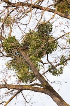 unusual tree branches  in nature, note shallow depth of field