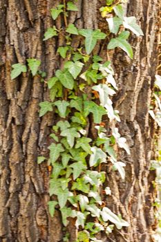 tree covered with climber, note shallow depth of field