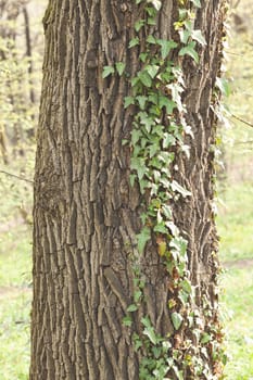 tree covered with climber, note shallow depth of field