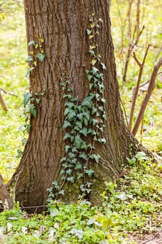 tree covered with climber, note shallow depth of field