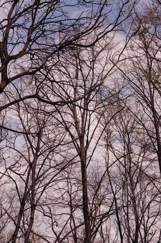 bared treetops in nature after winter, note shallow depth of field