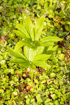 green leaves of wild grass in spring, note shallow depth of field