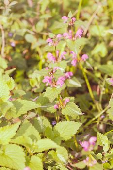  purple flowers on the medow with grass around, note shallow depth of field