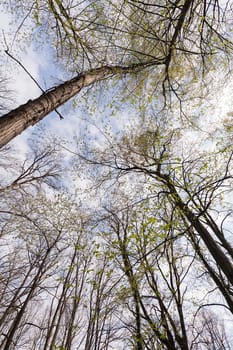 an abstract view of the treetops in forest , note shallow depth of field