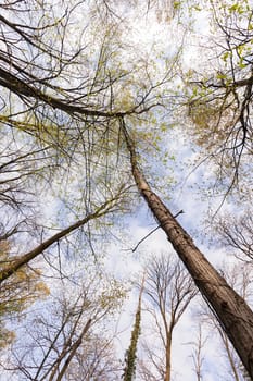 an abstract view of the treetops in forest , note shallow depth of field