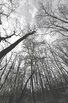 an abstract view of the treetops in forest , note shallow depth of field