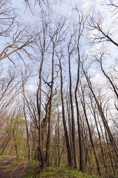 an abstract view of the treetops in forest , note shallow depth of field