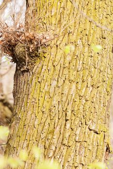 gnarled trees in forest in nature, note shallow depth of field