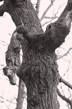 gnarled trees in forest in nature, note shallow depth of field