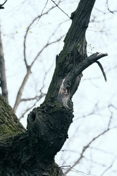 gnarled trees in forest in nature, note shallow depth of field