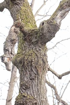 gnarled trees in forest in nature, note shallow depth of field