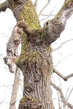 gnarled trees in forest in nature, note shallow depth of field