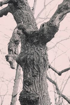 gnarled trees in forest in nature, note shallow depth of field