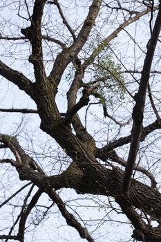 bared treetops in nature after winter, note shallow depth of field