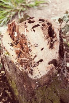 a stump in the forest with grass around, note shallow depth of field