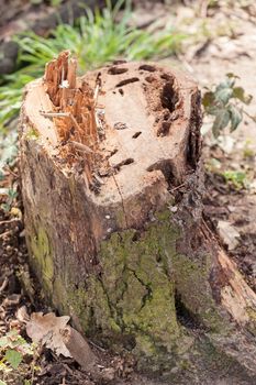 a stump in the forest with grass around, note shallow depth of field