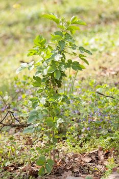 variety of plants  in the field, note shallow depth of field