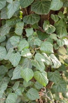 focus on green leaves in nature, note shallow depth of field