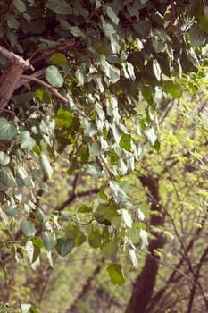 focus on green leaves in nature, note shallow depth of field