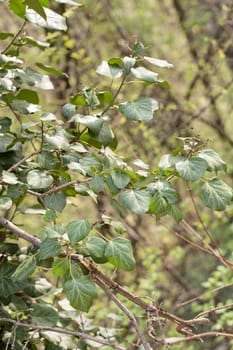 focus on green leaves in nature, note shallow depth of field